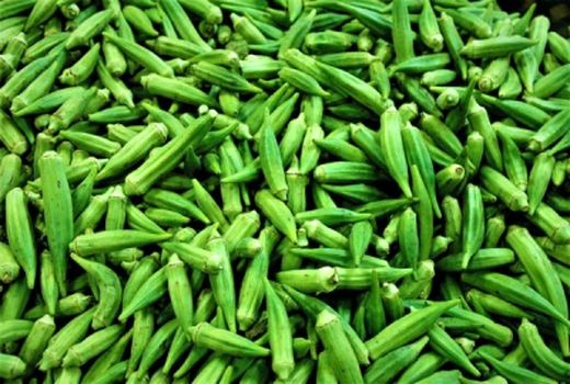  ۲۰۰ تن محصول«بامیه» در مهران برداشت شد