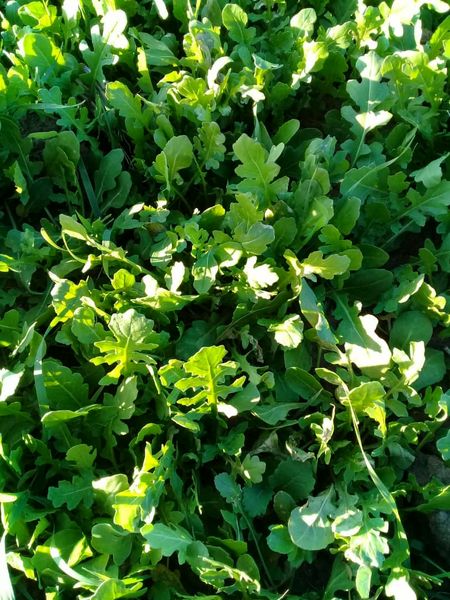 گیاه منداب در مرودشت کشت شد