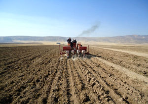 کشت گندم در سطح ۸۰۰۰ هکتار از مزارع کشاورزی شهرستان البرز