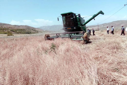 خرید توافقی دانه روغنی کاملینا با قیمت هر کیلو ۲۵ هزار و ۳۰۰ تومان از کشاورزان 