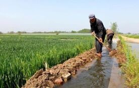 مالچ، یخ‌آب و مدیریت مشارکتی حقابه؛ تجربه‌های بومی کشاورزان در بهینه‌سازی مصرف آب