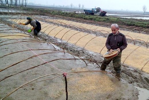 آغاز خزانه گیری برنج طبق تقویم زراعی در گیلان