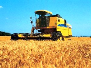 کار برداشت گندم در استان از دشتی آغاز شد