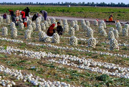  نرخ خرید تضمینی پیاز متناسب با هزینه‌ها نیست