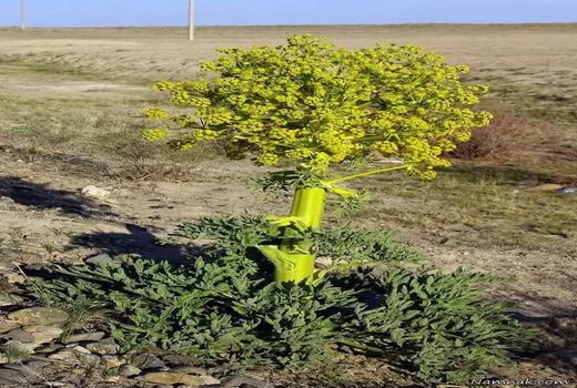 نی‌ریز قطب تولیدآنغوزه تلخ کشور