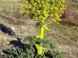 نی‌ریز قطب تولیدآنغوزه تلخ کشور