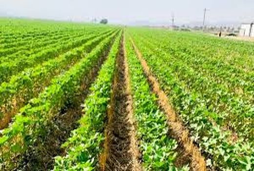 آغاز کاشت پنبه در مزارع شهرستان داراب