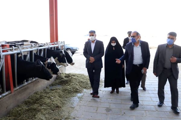بازدید از زنجیره تولید دام مدرن در شهرستان آبیک