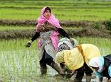 حدود هزار زن روستایی در سال جاری به‌عنوان تسهیل‌گر انتخاب می‌شوند