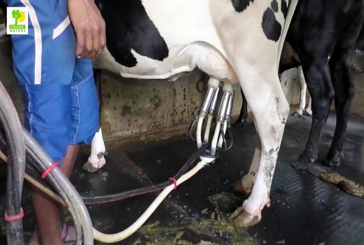 استاندار کرمان از مجتمع  گاوداری پرواز بازدید کرد