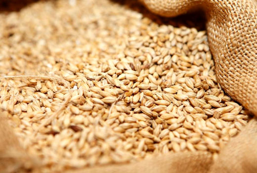 افزایش قیمت خرید تضمینی گندم نسبت به سال گذشته