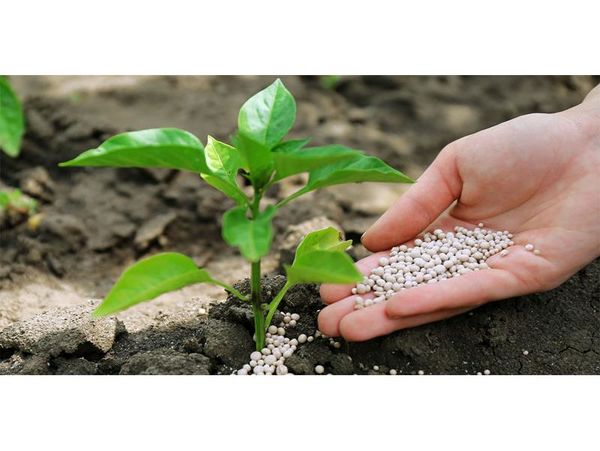 توزیع 5500 تنی کود بین کشاورزان قائم‌شهری/ 123 روستا کود گرفتند