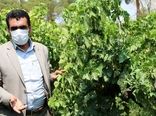 کاهش ۳۵ درصدی محصول انگور در مروست شهرستان خاتم