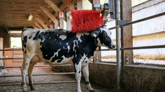 برس‌های مکانیکی آرامش دام را تامین می‌کنند