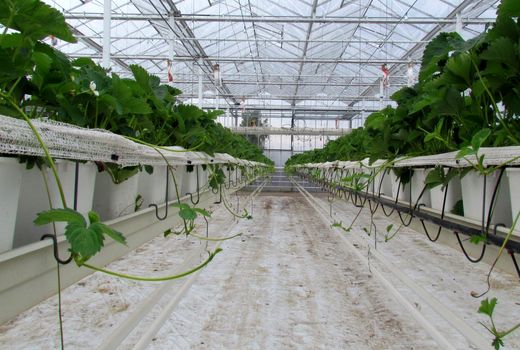 افزایش 30 تا 100 درصدی تولید سبزی و صیفی با استفاده از سیستم‌های هیدروپونیک 