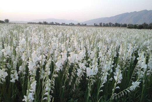 برداشت گل گلایول در کازرون 