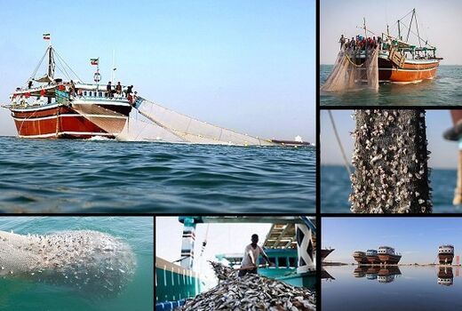 تدوین دستورالعمل استاندارد صید در آب‌های عمیق به زودی نهایی می‌شود