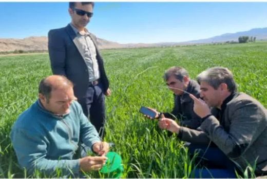 پایش و ردیابی کرم برگ‌خوار پاییزه در مزارع  فراشبند 