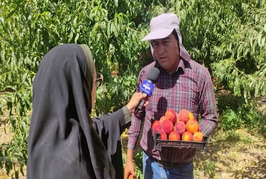 افزایش 20 درصدی برداشت هلو از باغات چهارمحال و بختیاری
