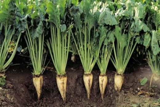 ۵۶ هزار تن چغندر قند در قزوین برداشت می‌شود