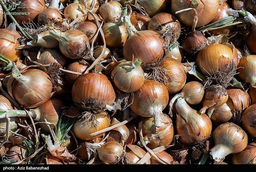 پیش‌بینی تولید  16 هزار تن پیاز خوراکی در کازرون 
