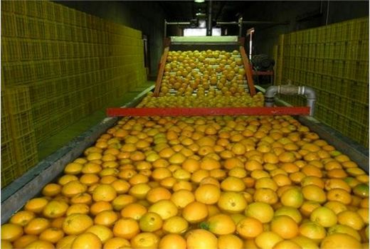 افزایش 55 هزار تنی ظرفیت سورتینگ میوه و مرکبات در نکا