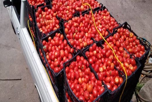 گرمای هوا محاسبات گوجه‌کاران را به هم زد