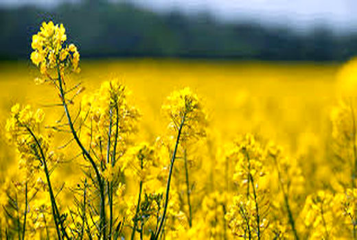 اجرای طرح باغچه های خانگی در شهرستان سیرجان