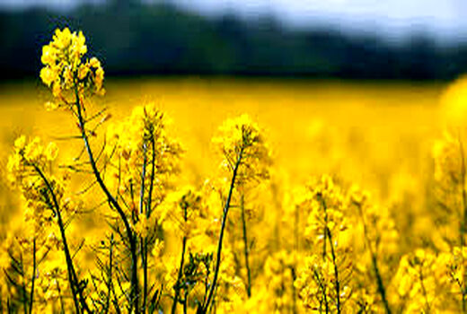 اجرای طرح باغچه های خانگی در شهرستان سیرجان