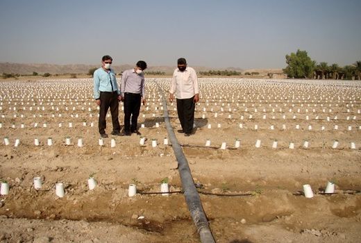 آغاز کشت گوجه فرنگی خارج از فصل در مُهر  