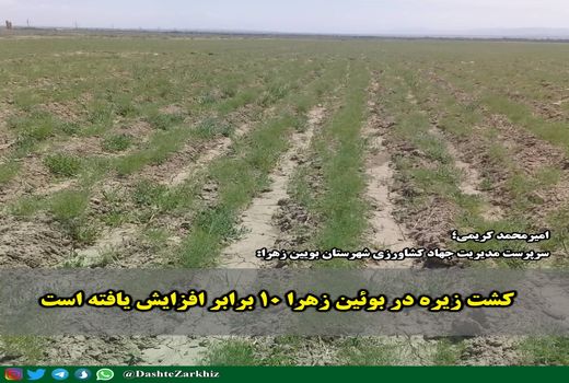 کشت زیره در بوئین زهرا ۱۰ برابر افزایش یافته است 