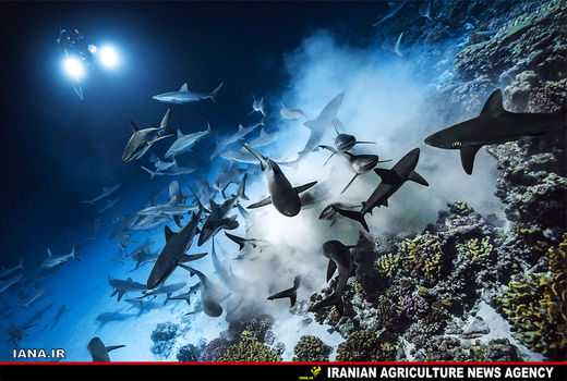 زندگی کوسه‌های خاکستری