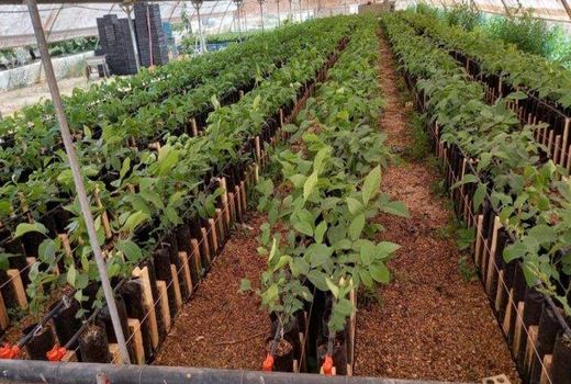 نی‌ریز قطب نهالستان استان فارس است