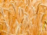برداشت بیش از 100 هزار تن گندم از مزارع حمیدیه