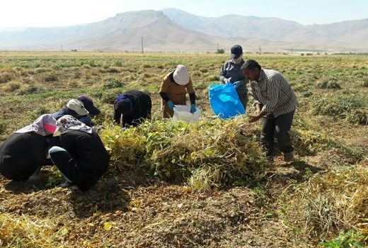 برداشت 4 هزار و 300 تن حبوبات از مزارع شهرکرد