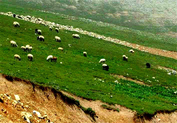 پروانه چرای دام در مراتع کاشان ساماندهی می‌شود