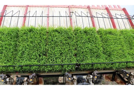 کشت مکانیزه 87 درصدی برنج در میاندورود