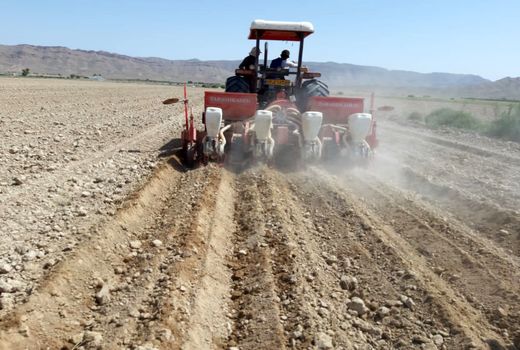 کاشت پنبه در زرین دشت آغاز شد