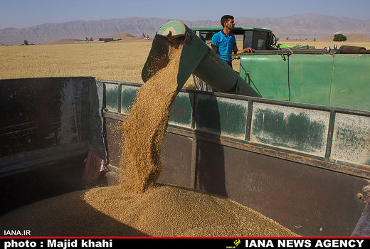 پرداخت دو مرحله‌ای امکان کاشت دوم گندم را از بین می‌برد