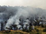 وزش باد شدید موجب شعله‌ور شدن دوباره آتش در جنگل‌های چالوس شد