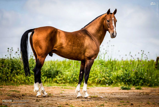 ۵۰ راس اسب ترکمن مانه و سملقان، شناسنامه‌دار شدند