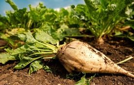 تداوم کشت چغندر قند نیازمند اصلاح الگوی مصرف آب است/ امکان صرفه‌جویی 50 درصدی