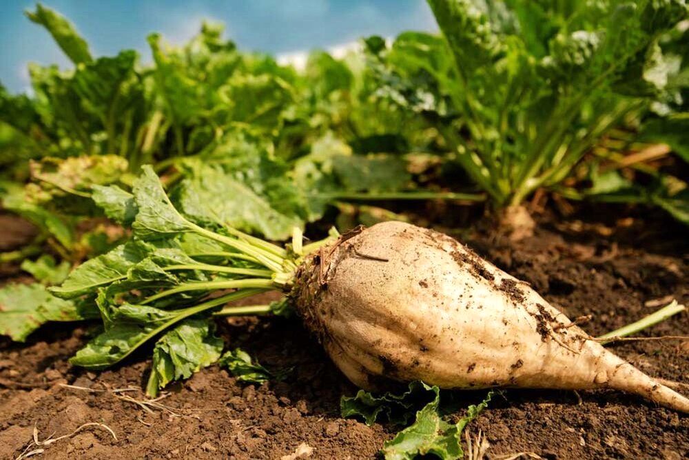 تداوم کشت چغندر قند نیازمند اصلاح الگوی مصرف آب است/ امکان صرفه‌جویی 50 درصدی