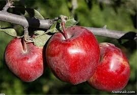کاهش تولید سیب باغی