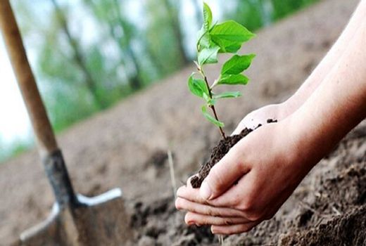 ترویج کاشت یک میلیارد درخت ادامه دارد