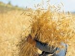 خرید تضمینی بیش از ۱۰۶ هزار تن گندم در کردستان