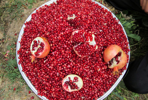 برداشت یاقوت سرخ در دشت سیاب کوهدشت 
