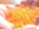 اجرای پروژه تولید بچه ماهی تمام ماده قزل آلای رنگین‌کمان توسط سازمان شیلات ایران در لرستان