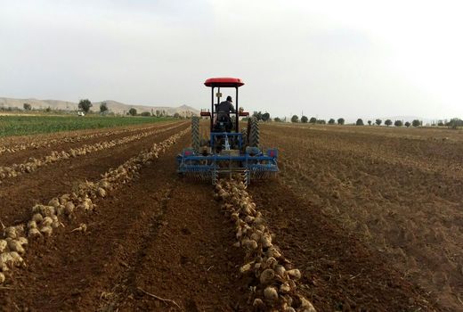 پیش‌بینی برداشت یک میلیون تنی چغندر قند