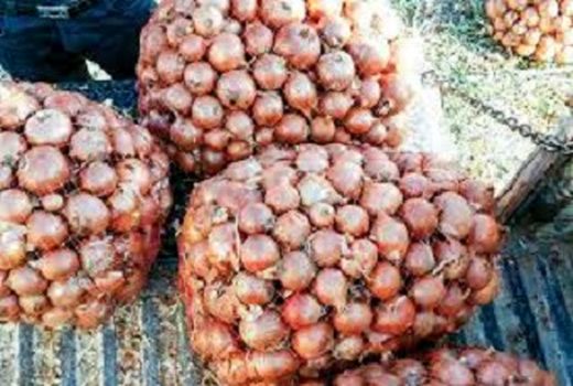 بیش از ۱۰ هزار تن پیاز از مزارع دره شهر برداشت شد